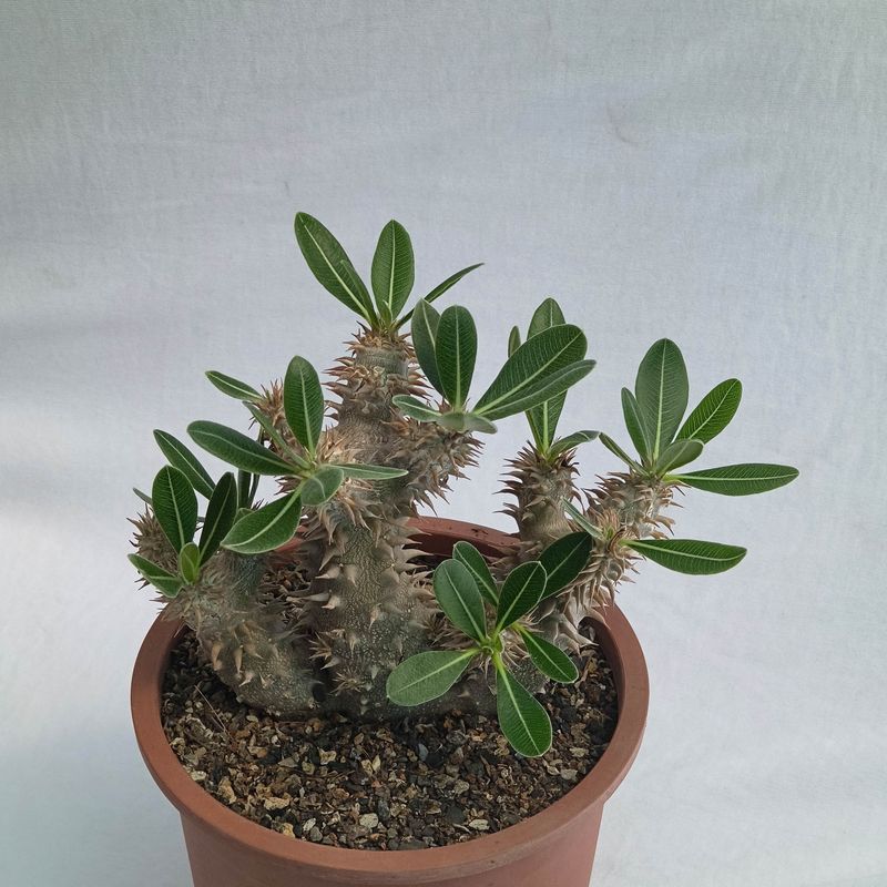 Pachypodium densiflorum