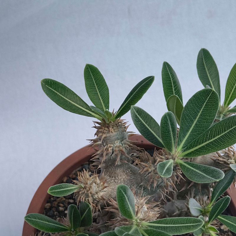 Pachypodium densiflorum