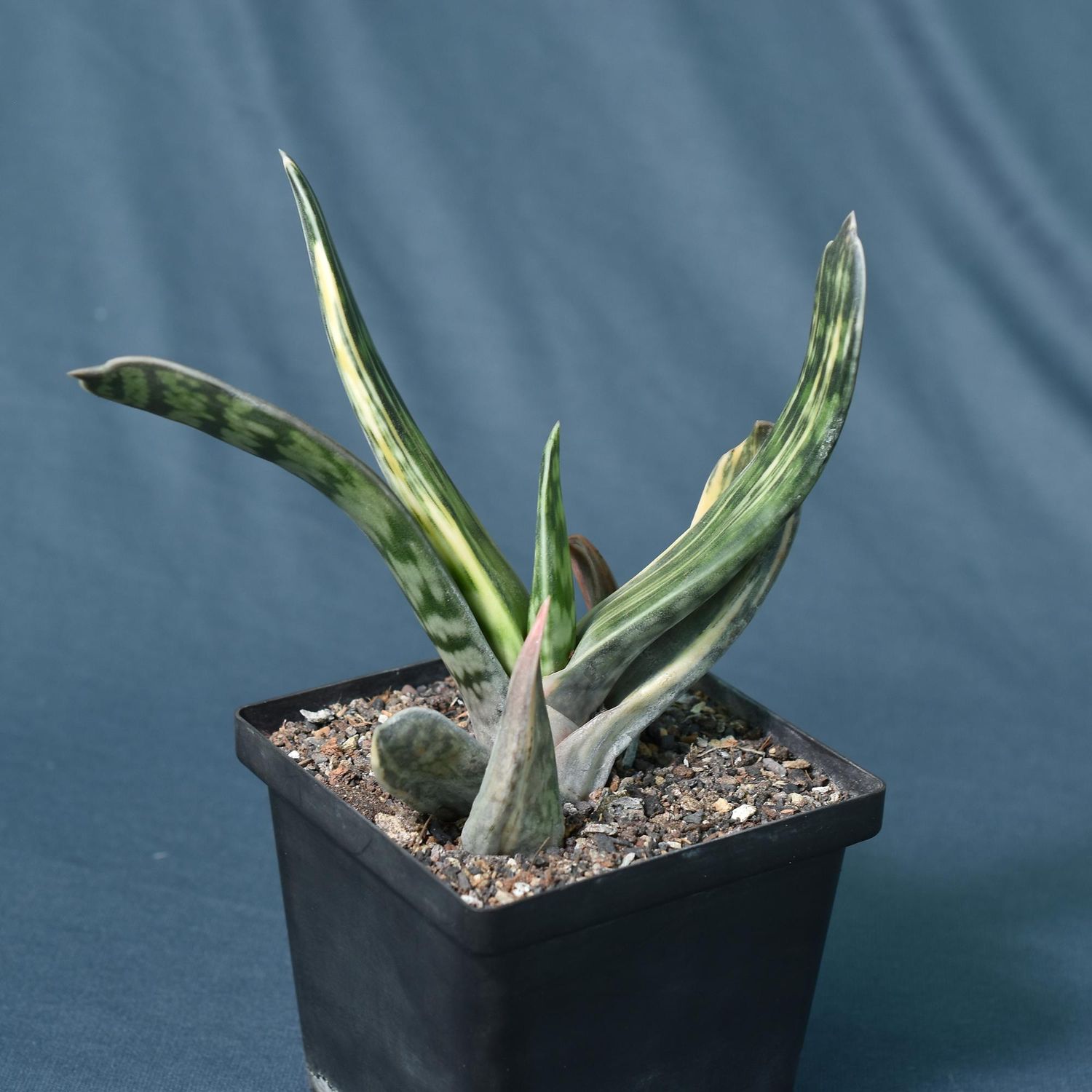 Gasteria bicolor caespitosa  variegated