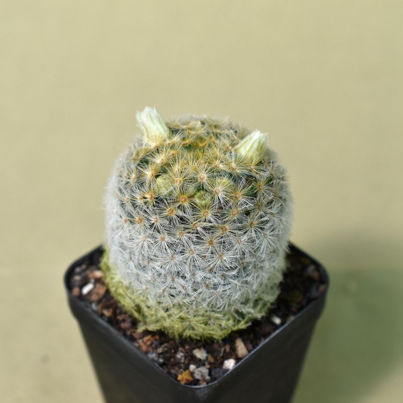 Mammillaria carmenae White flower front view