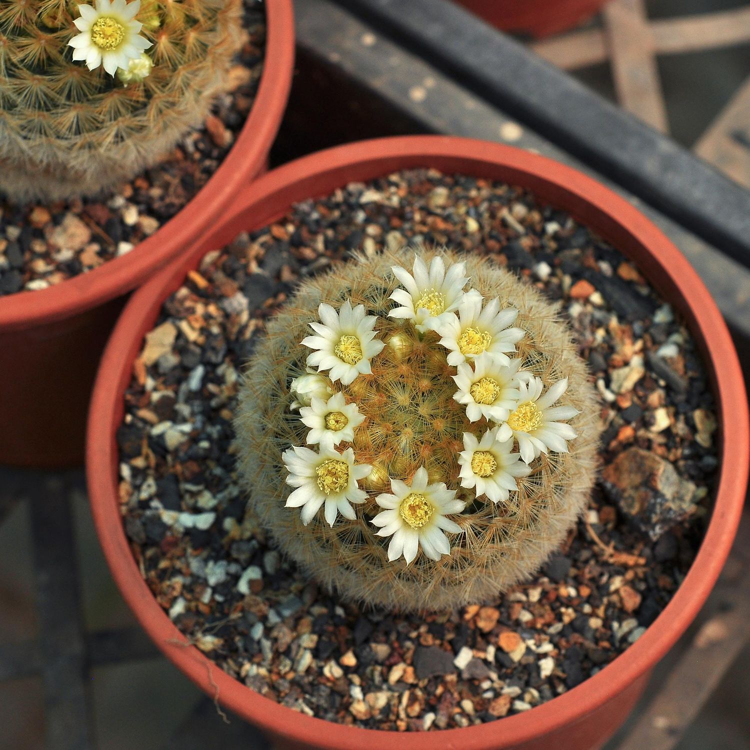 Mammillaria carmenae White flower