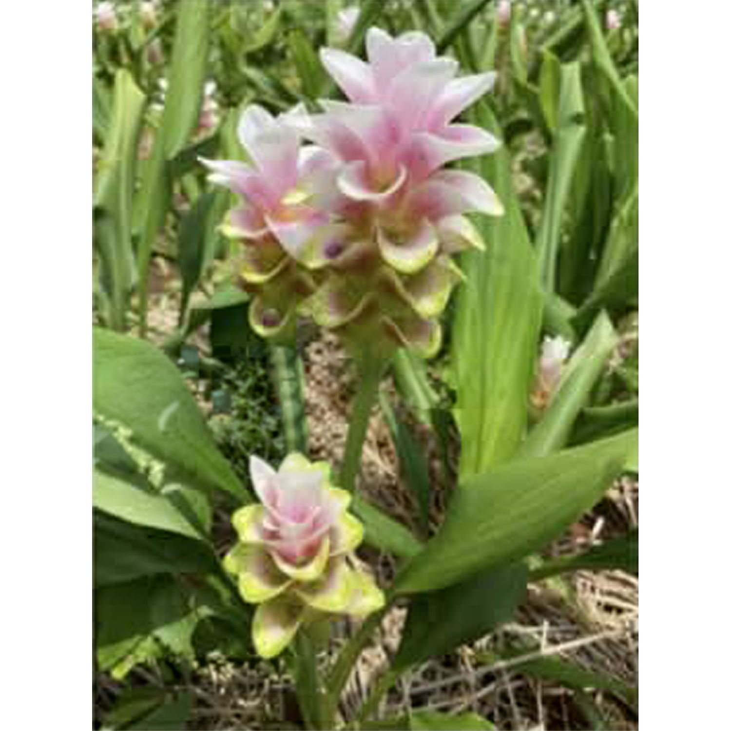 Ornamental Ginger Red Cherry Curucuma hybrid Ornamental Ginger Red Cherry Curucuma hybrid