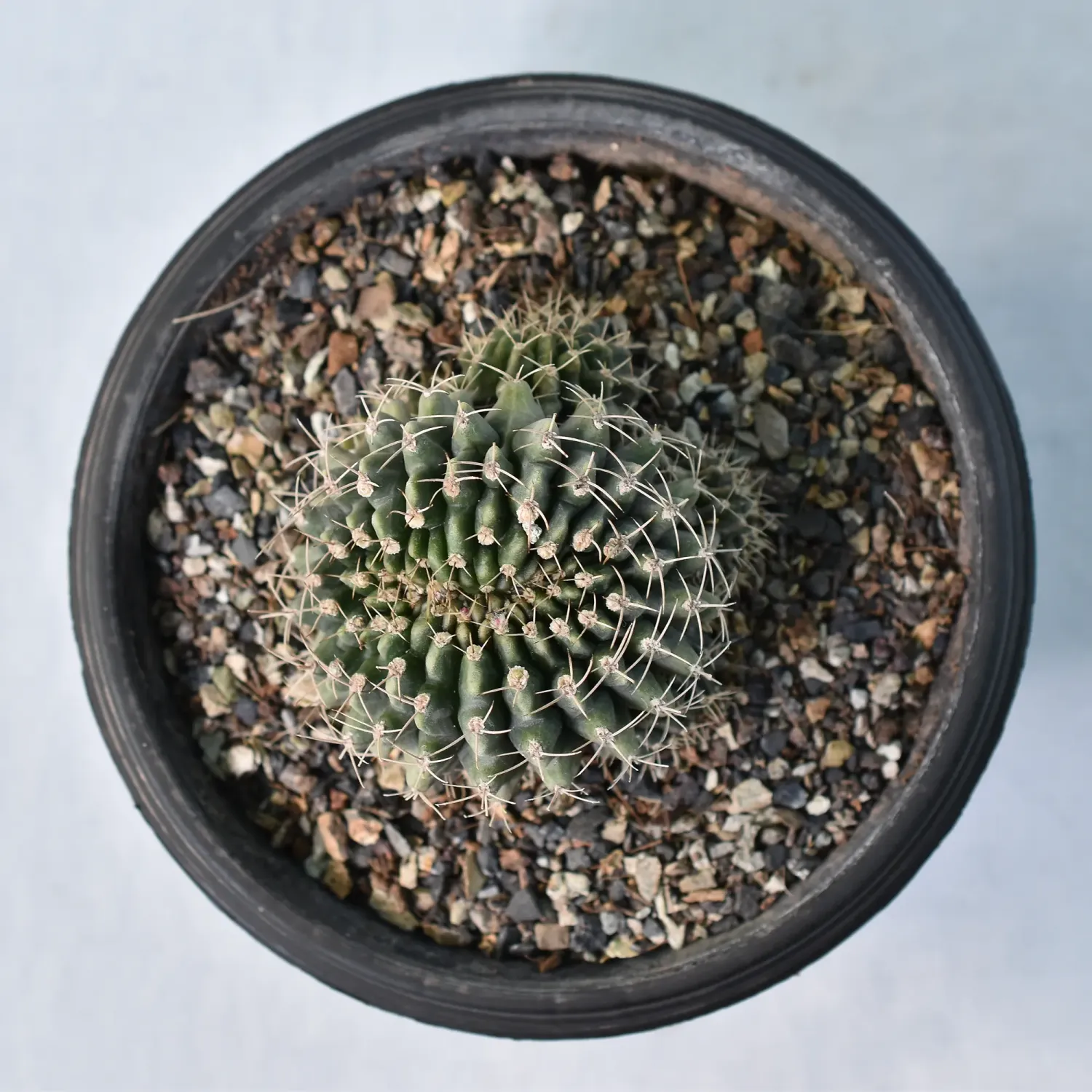Gymnocalycium mihanovichii f. crest