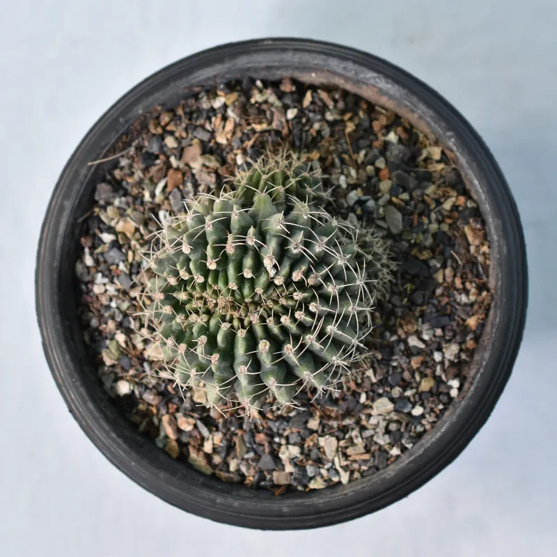 Gymnocalycium mihanovichii f. crest