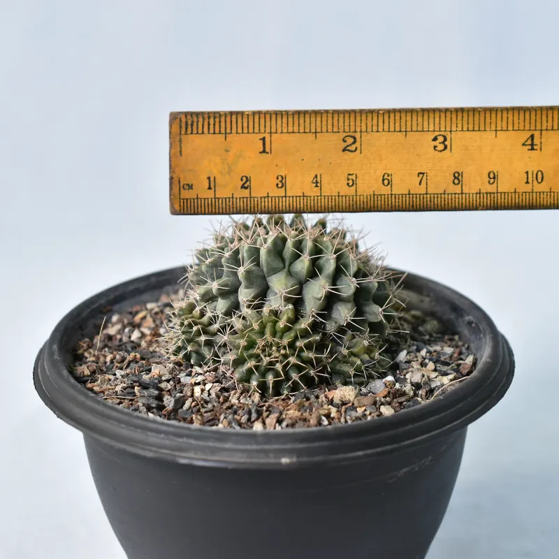 Gymnocalycium mihanovichii f. crest