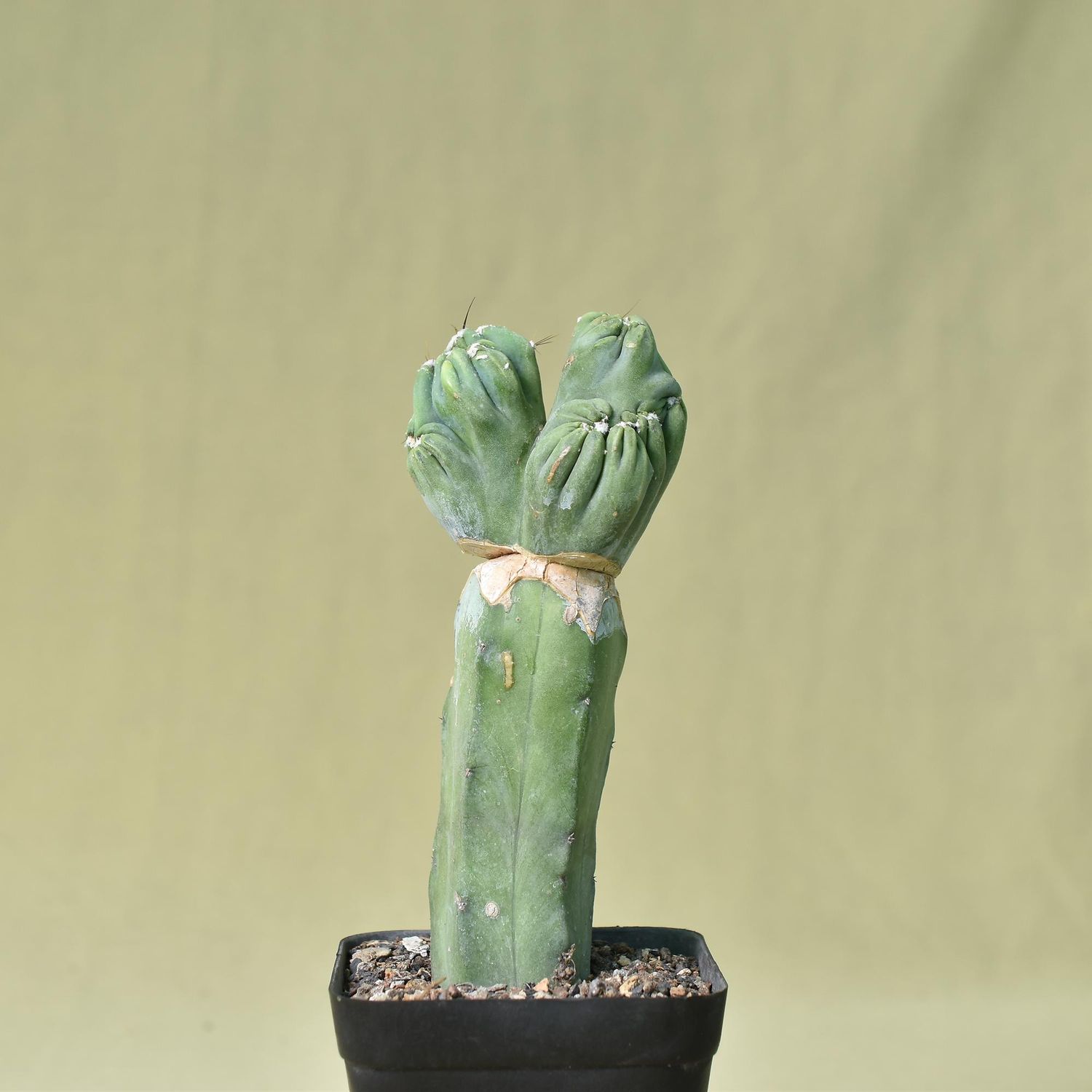 Cereus Forbesi cv. Ming Thing