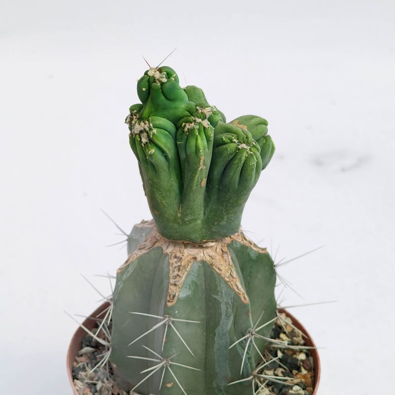 Cereus Forbesi cv. Ming Thing