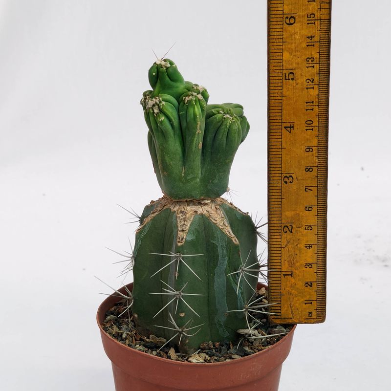 Cereus Forbesi cv. Ming Thing