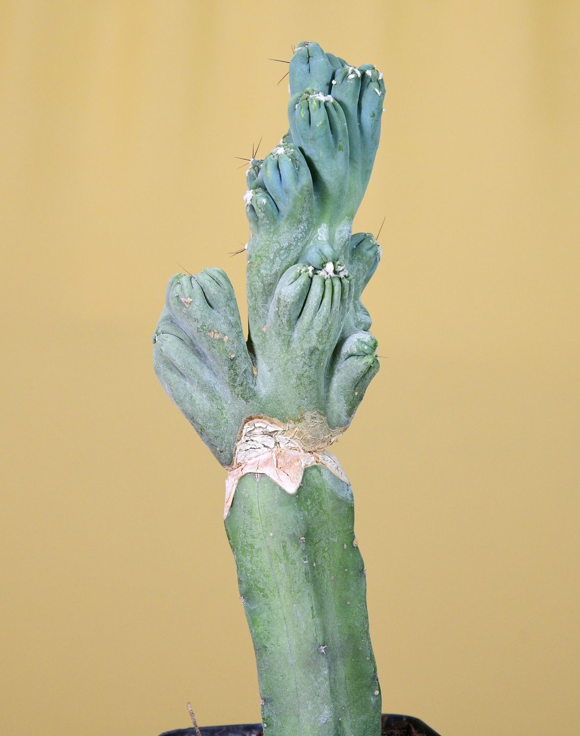 Cereus forbesi cv. Ming Thing single stem with clustered heads