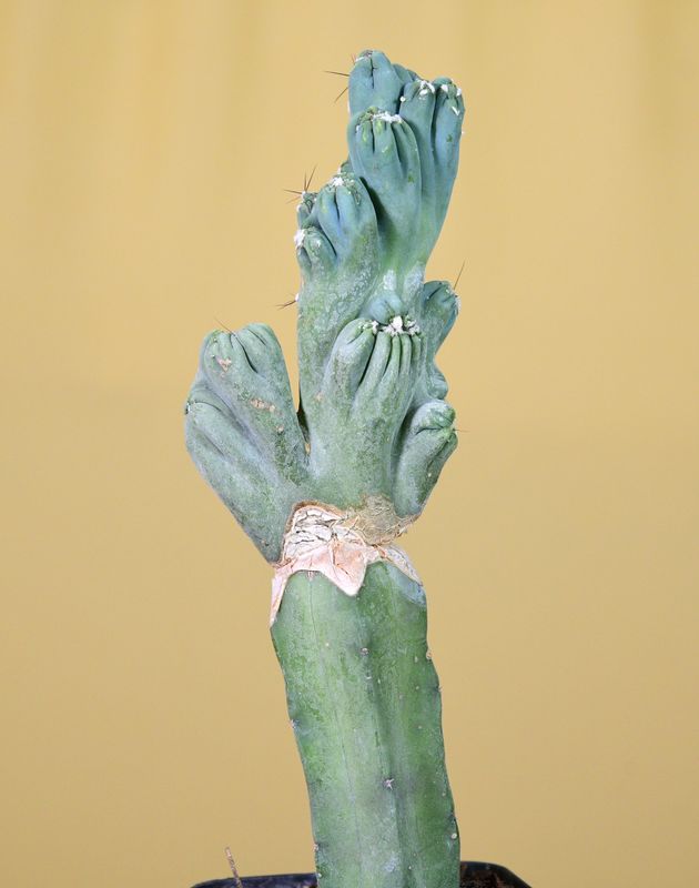 Cereus forbesi cv. Ming Thing