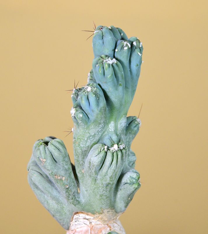 Cereus forbesi cv. Ming Thing