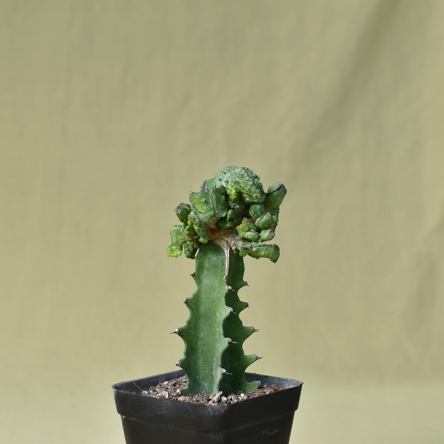 Euphorbia horrida f inermis f crest