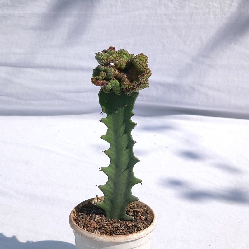 Euphorbia horrida f inermis f crest