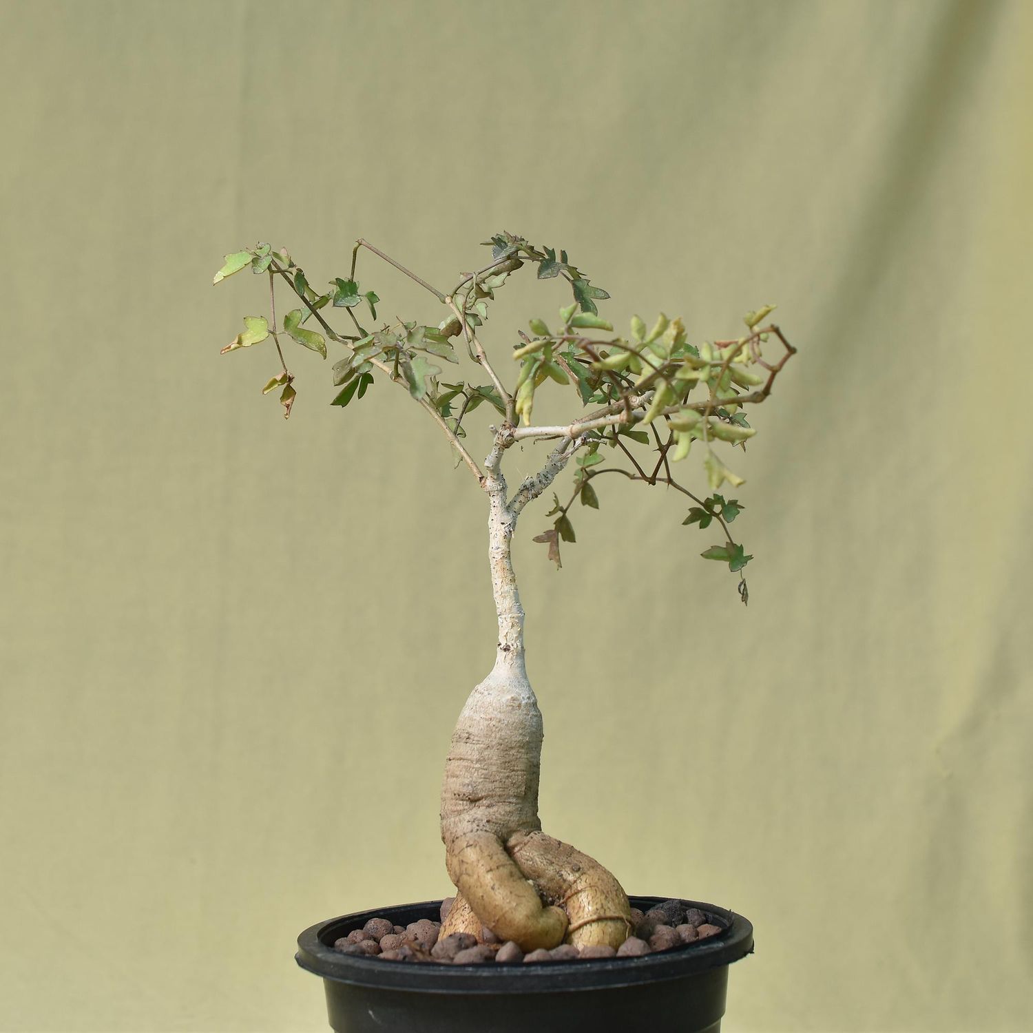 Cyphostemma elephantopus