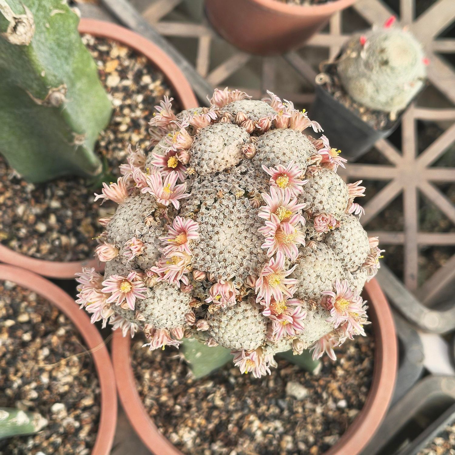 Mammillaria breviplumosa