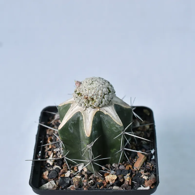Mammillaria breviplumosa front view