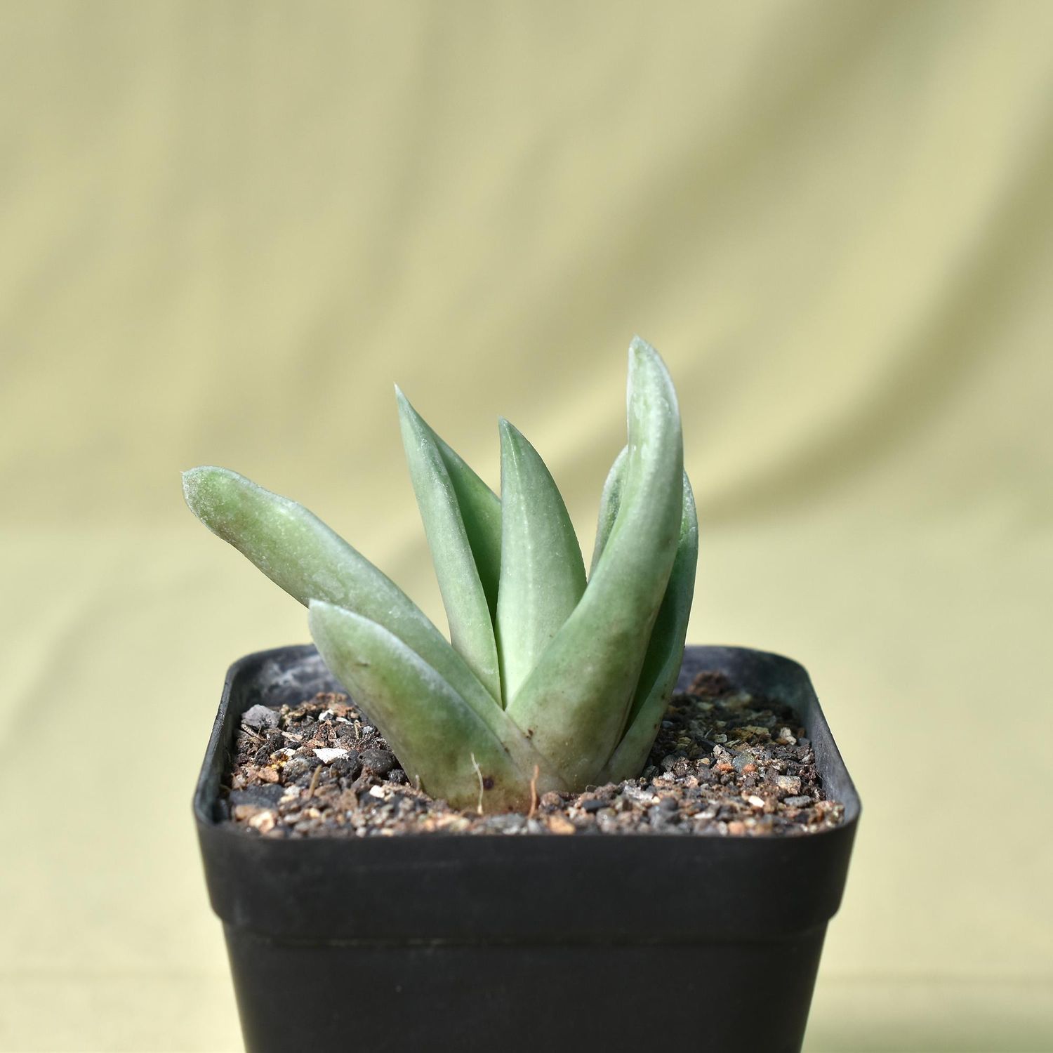 Gasteraloe Green Ice 'All green'