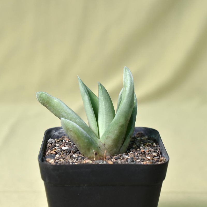 Gasteraloe Green Ice 'All green'