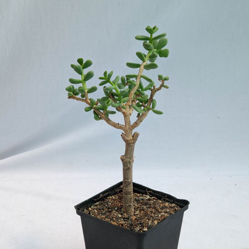 Ceraria pygmea