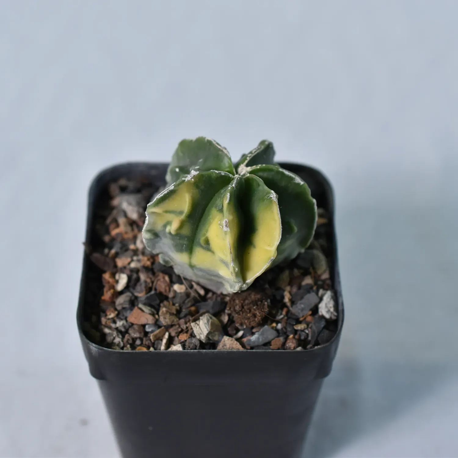 Astrophytum myriostigma cv FUKURYU VARIEGATED