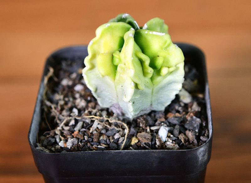 Astrophytum myriostigma cv FUKURYU VARIEGATED Astrophytum myriostigma cv FUKURYU VARIEGATED