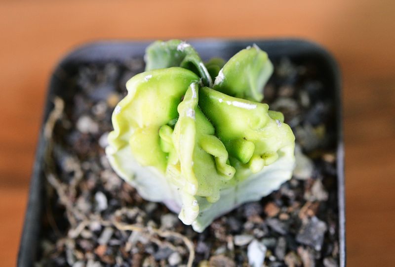 Astrophytum myriostigma cv FUKURYU VARIEGATED