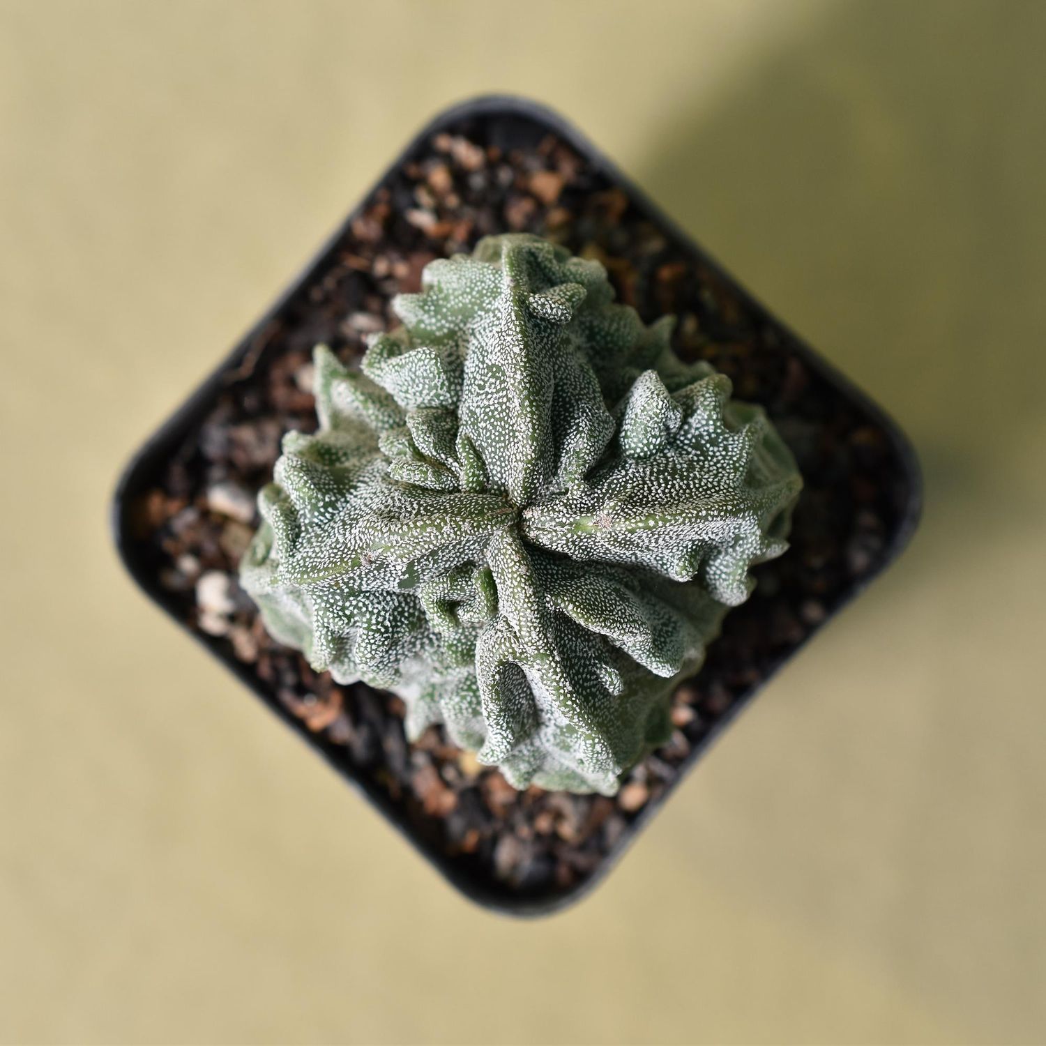 Astrophytum myriostigma Quadricostatum Fukuryu Astrophytum myriostigma Quadricostatum Fukuryu