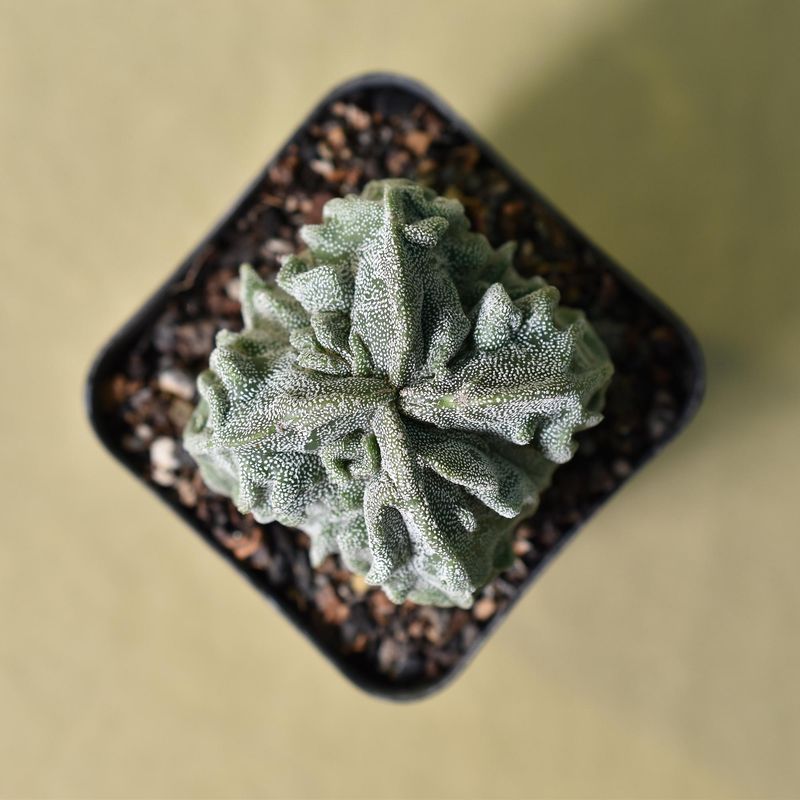 Astrophytum myriostigma Quadricostatum Fukuryu