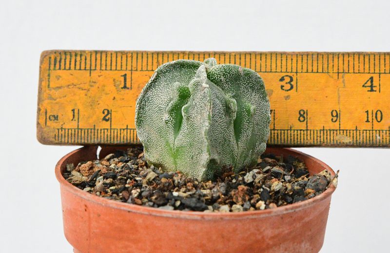 Astrophytum myriostigma Quadricostatum Fukuryu