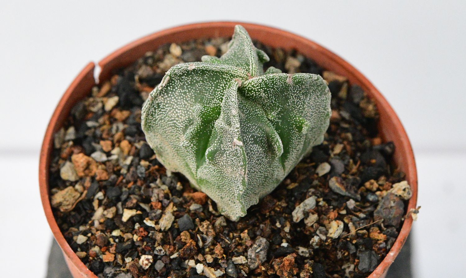 Astrophytum myriostigma Quadricostatum Fukuryu Astrophytum myriostigma Quadricostatum Fukuryu