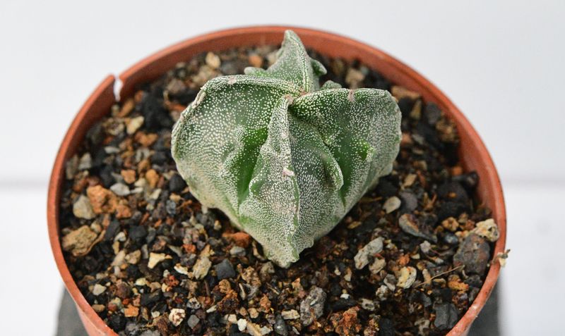 Astrophytum myriostigma Quadricostatum Fukuryu