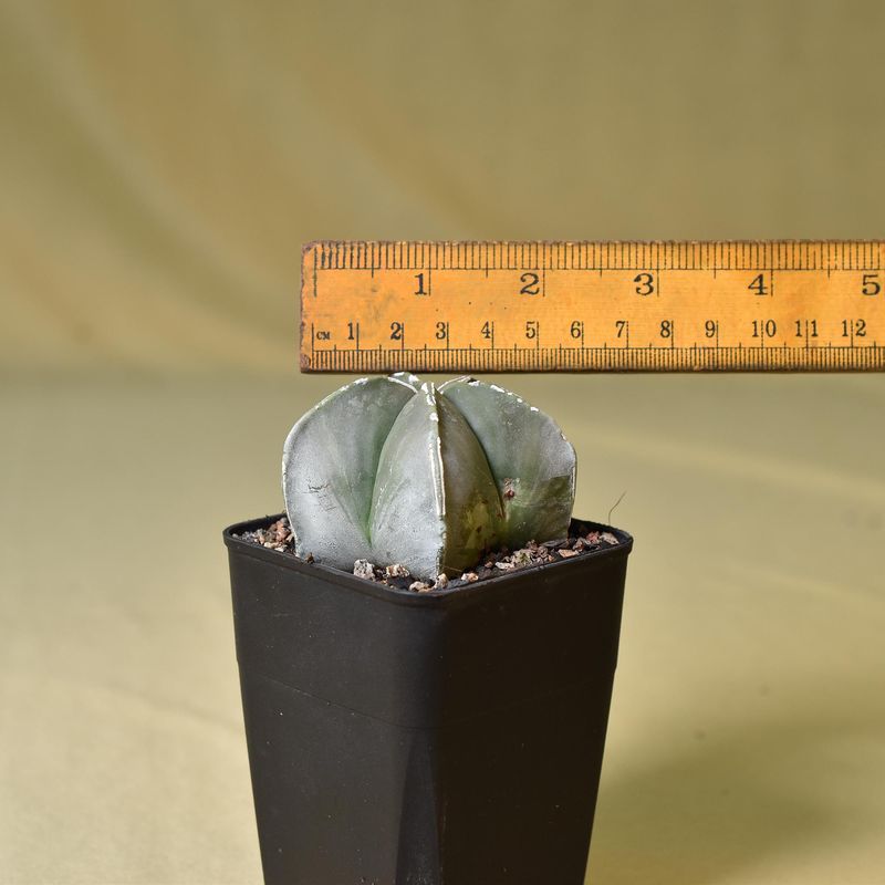 Astrophytum myriostigma cv NUDUM PIPES