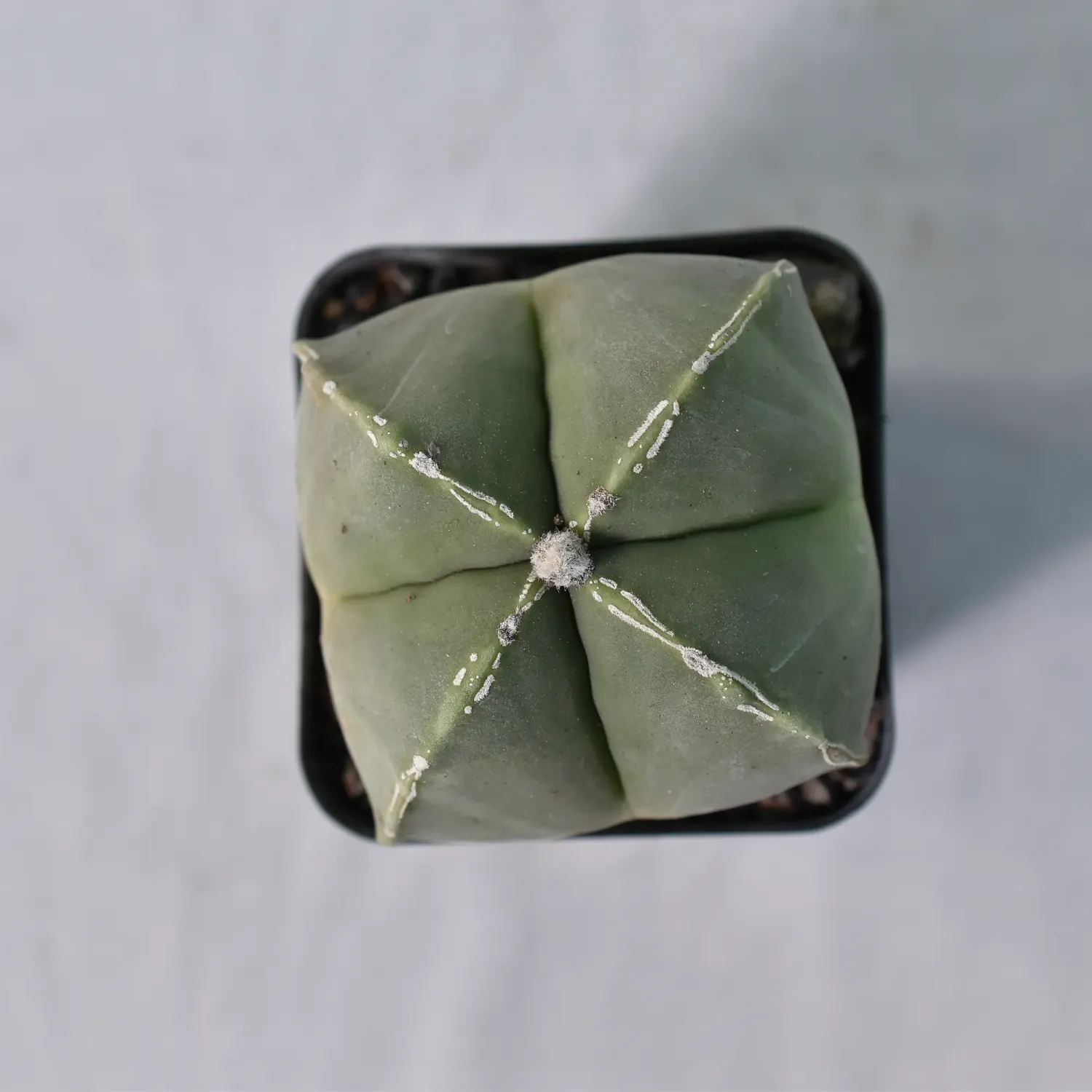 Astrophytum myriostigma cv NUDUM PIPES