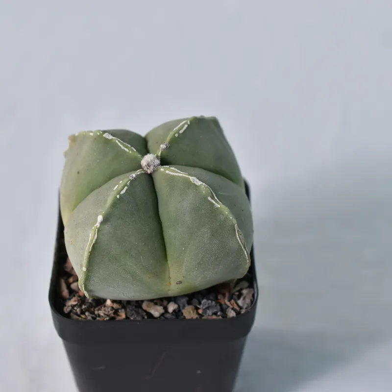 Astrophytum myriostigma cv NUDUM PIPES