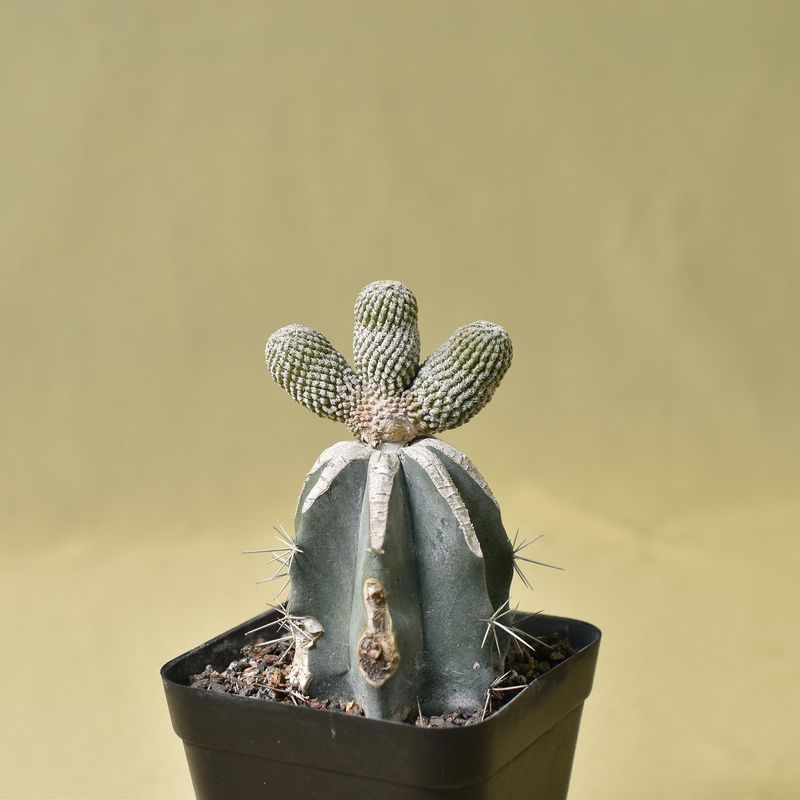 Turbinicarpus valdezianus CREST