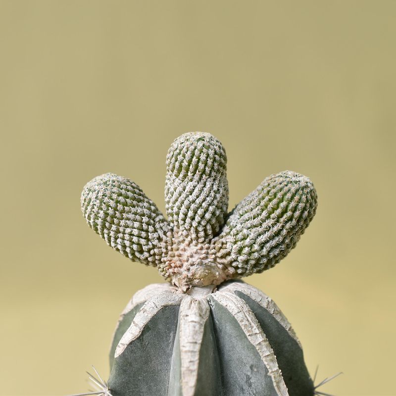 Turbinicarpus valdezianus CREST