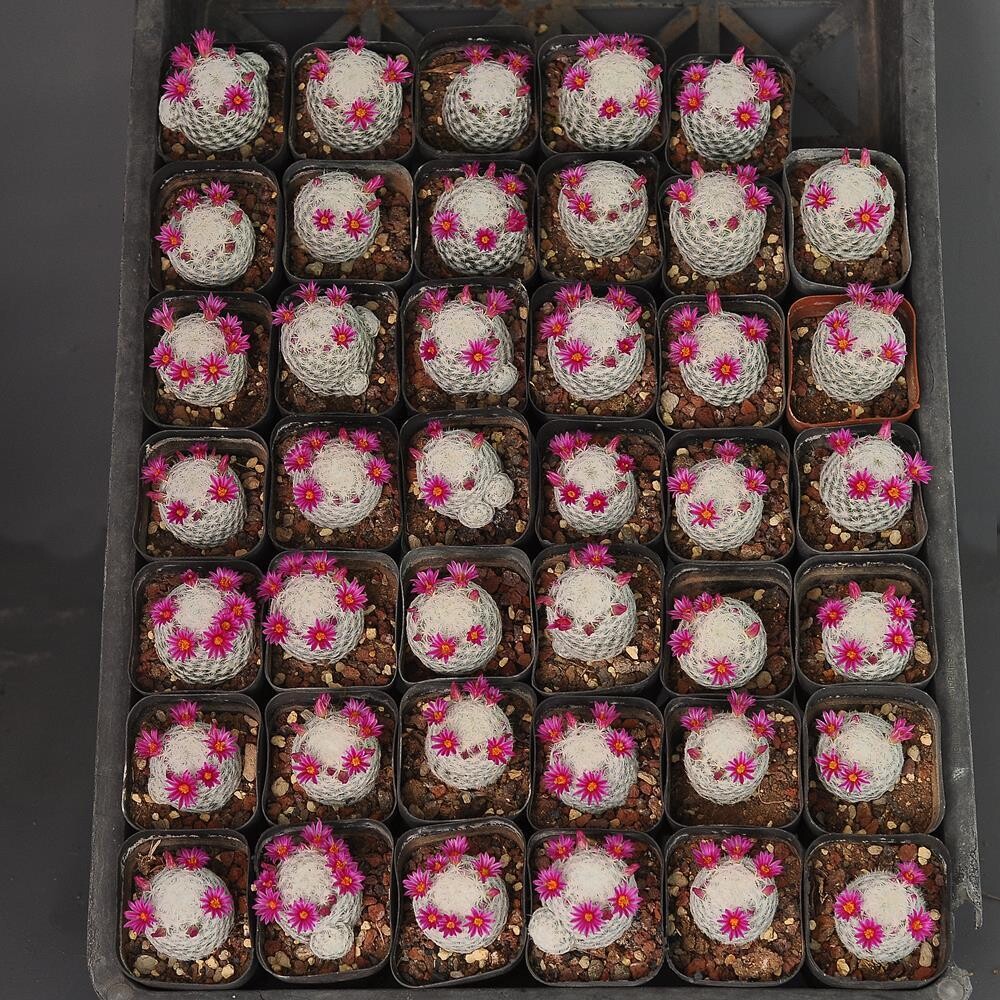 Mammillaria humboldtii