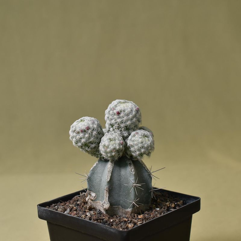 Mammillaria humboldtii front view