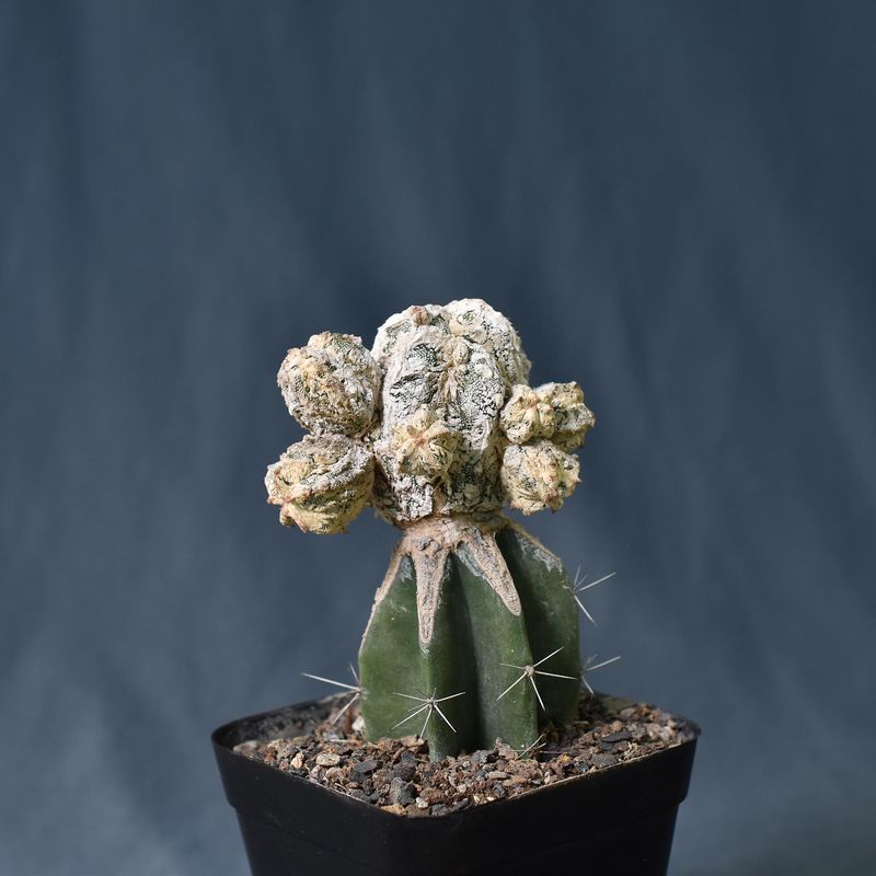 Astrophytum myriostigma cv FUKURYU HAKUJO
