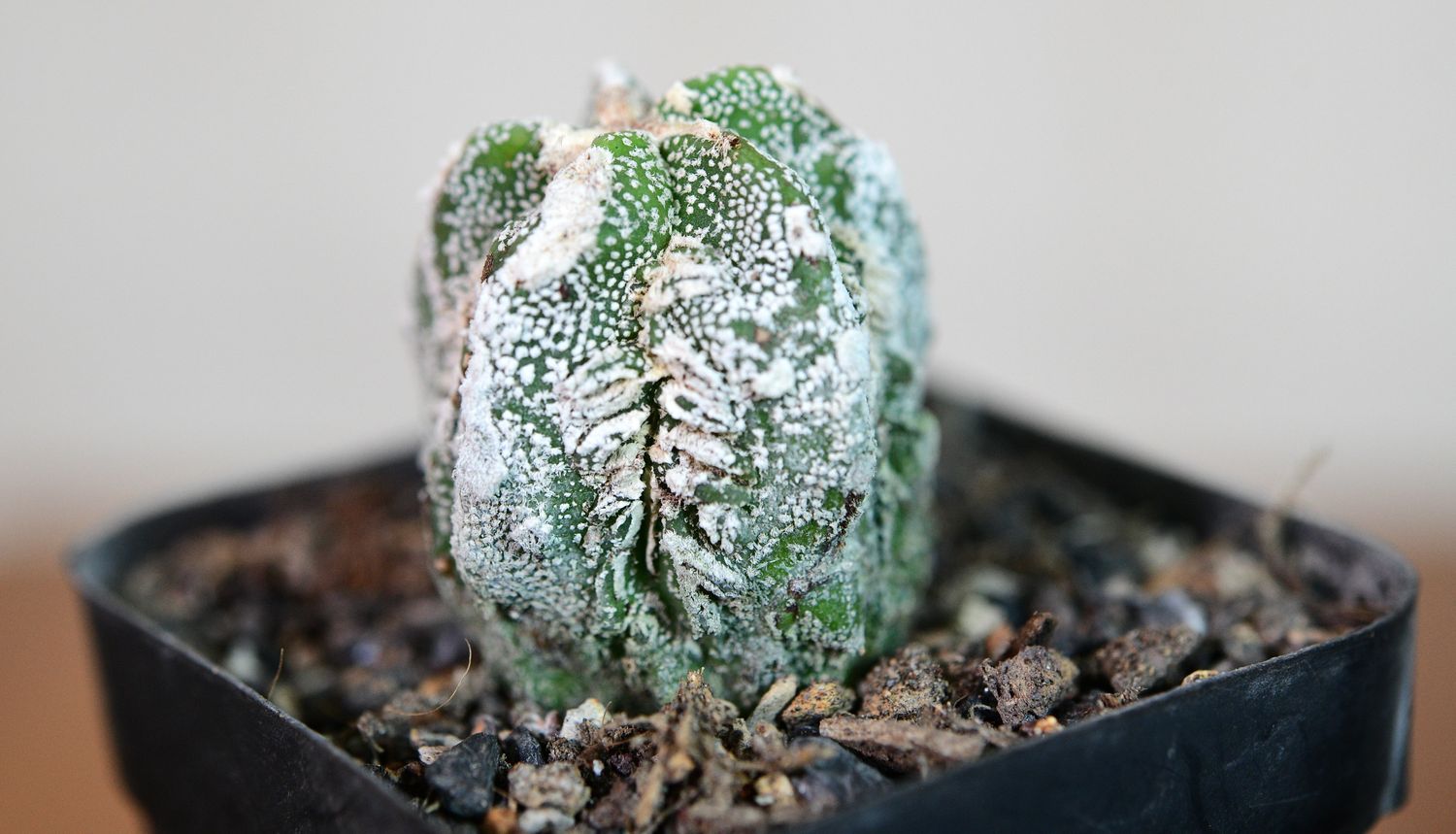 Astrophytum myriostigma cv Fukuryu Hakujo Astrophytum myriostigma cv Fukuryu Hakujo full plant view