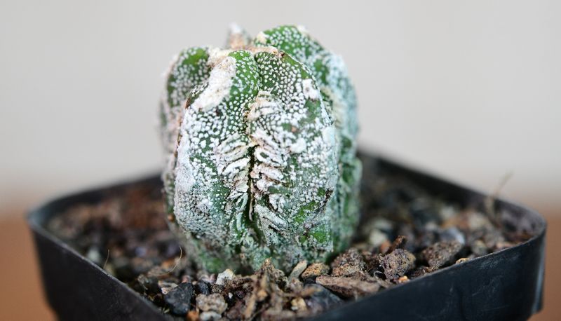 Astrophytum myriostigma cv Fukuryu Hakujo