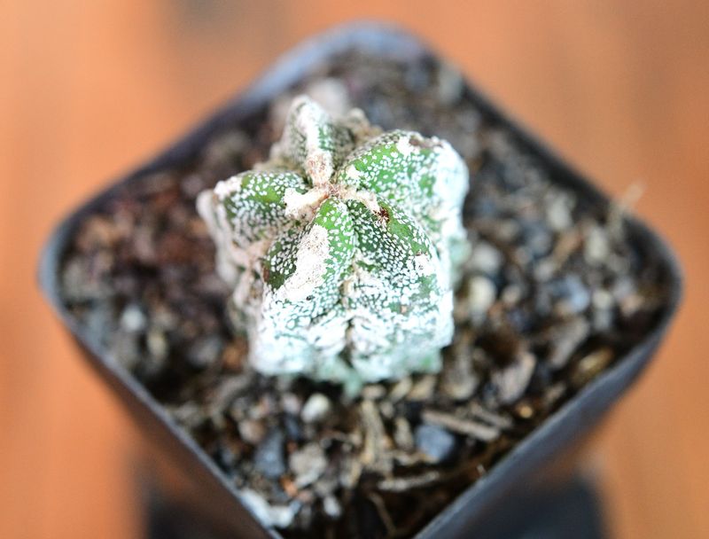 Astrophytum myriostigma cv Fukuryu Hakujo