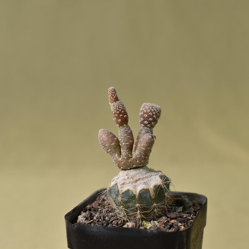 Puna clavarioides (Syn: Opuntia clavarioides)