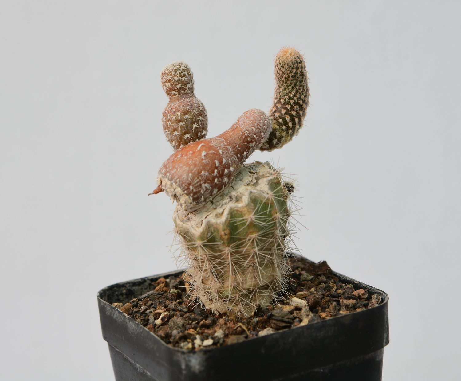 Puna clavarioides (Syn: Opuntia clavarioides)