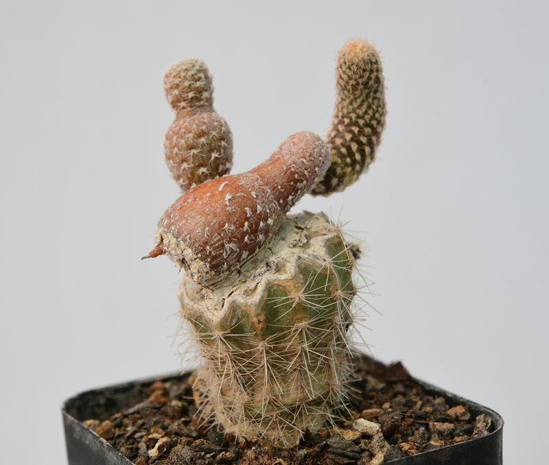 Puna clavarioides (Syn: Opuntia clavarioides) front view, different angle
