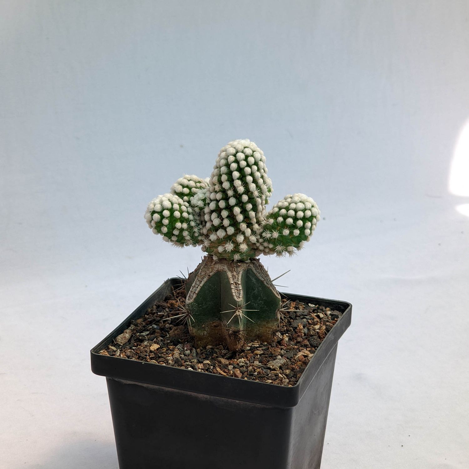 Mammillaria vetula  subs. gracilis  cv. Arizona Snowcap