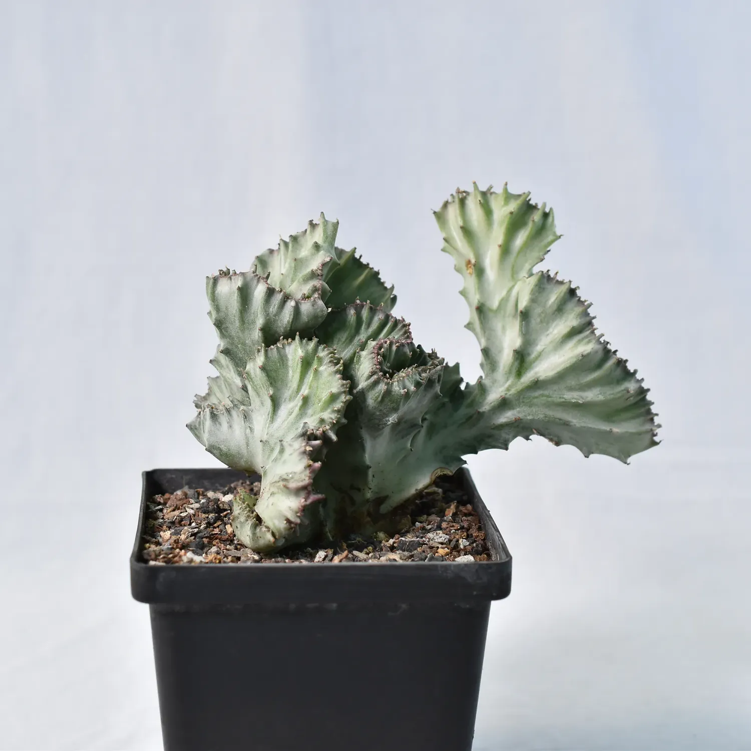 Euphorbia lactea crest Grafted