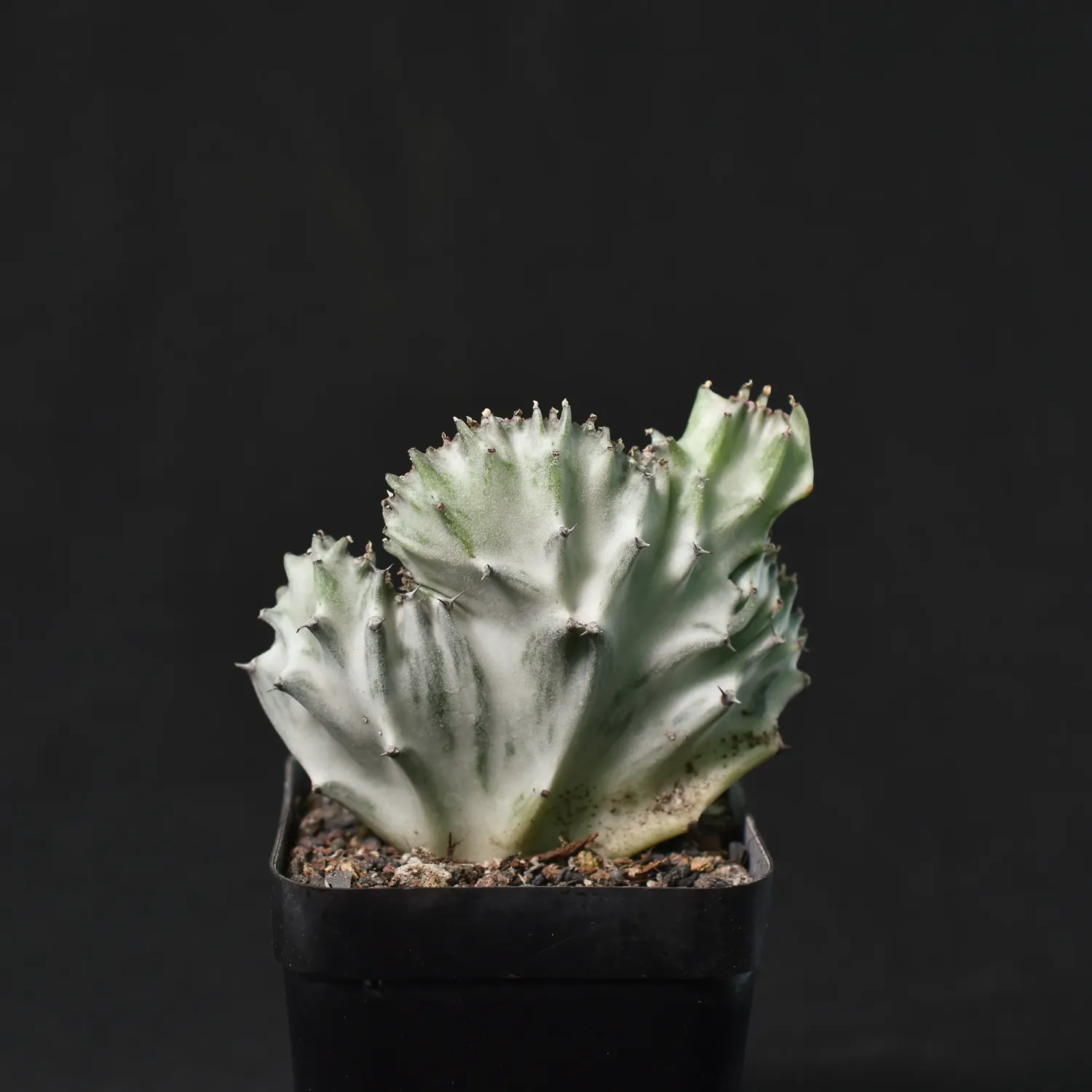 Euphorbia lactea crest Grafted