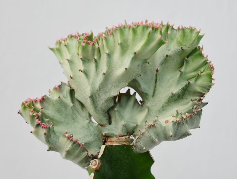 Euphorbia lactea crest