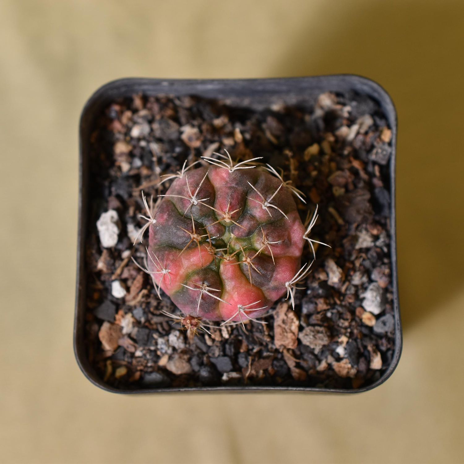 Gymnocalycium proliferum vareigated Gymnocalycium proliferum vareigated